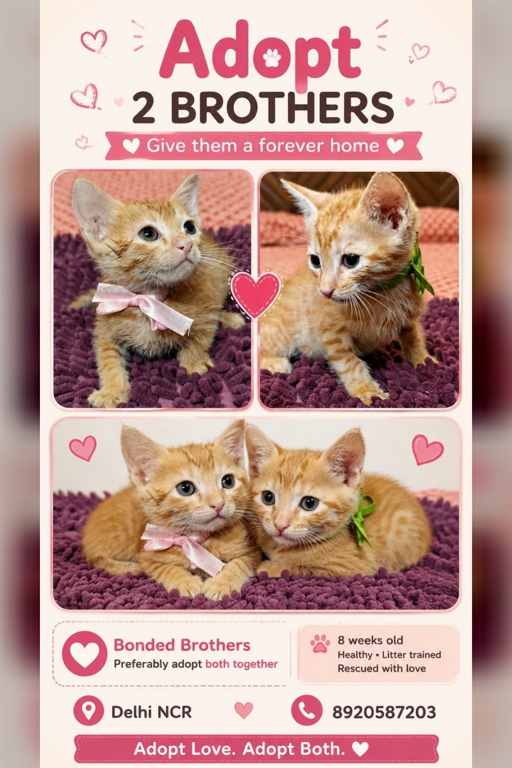 Two Orphaned 8-Week-Old Male Kittens Found in a Park Need a Home — Delhi NCR