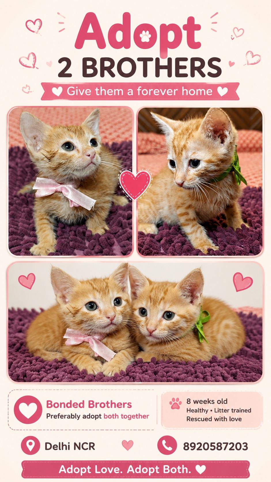 8-week-old male kitten for adoption — Delhi NCR (2)