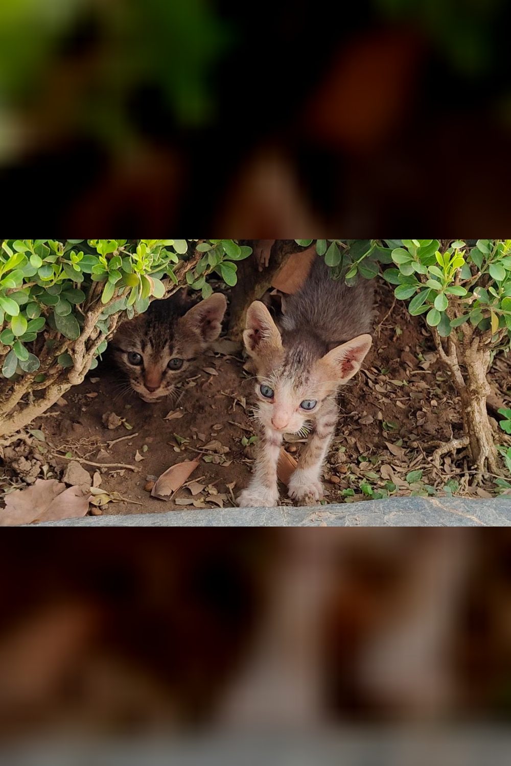 Kittens up for adoption in Delhi near qutab minar