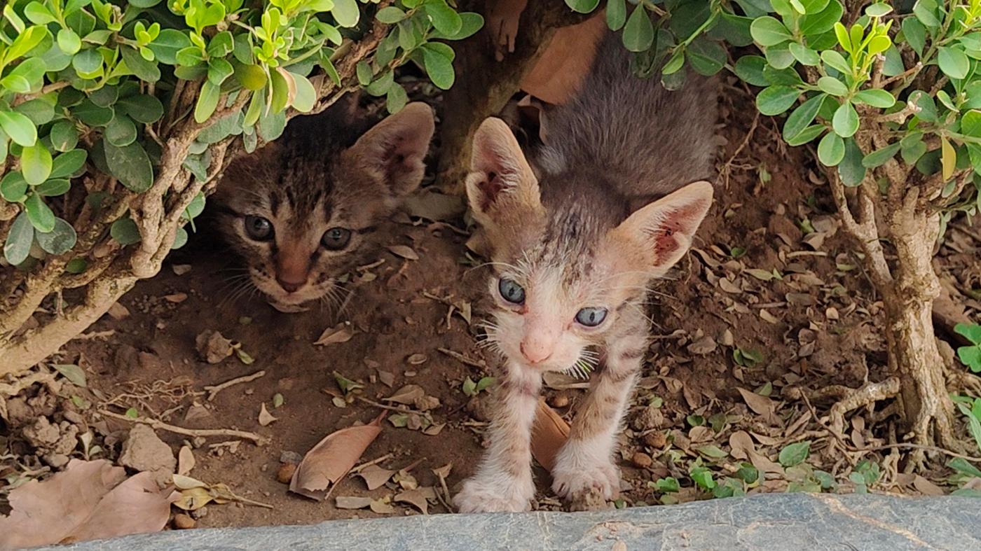 Kittens up for adoption in Delhi near qutab minar