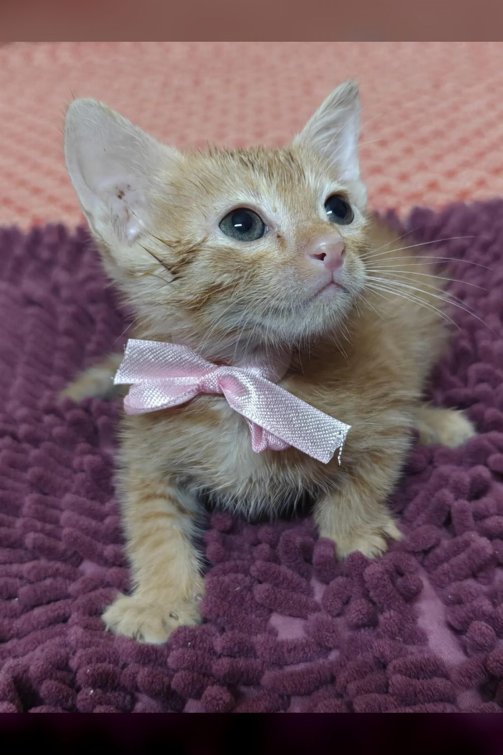 Kittens up for adoptions — Delhi NCR