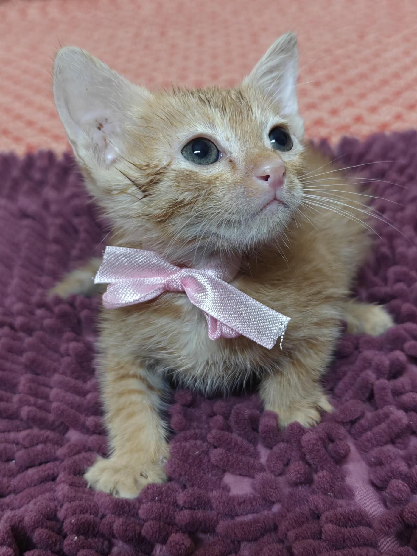 Kittens up for adoptions — Delhi NCR