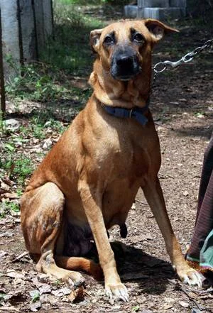 Kombai dog, a red Tamil Nadu boar hound with a black mask