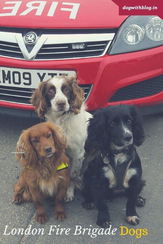 london fire brigade dogs