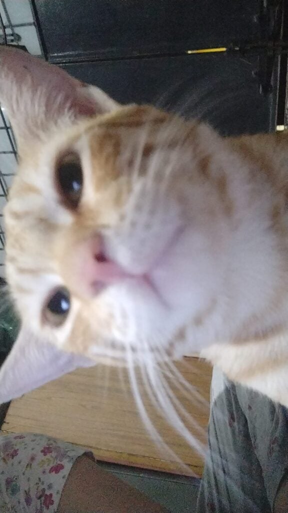 Looking for a forever home for a stray - pet for adoption in Bengaluru