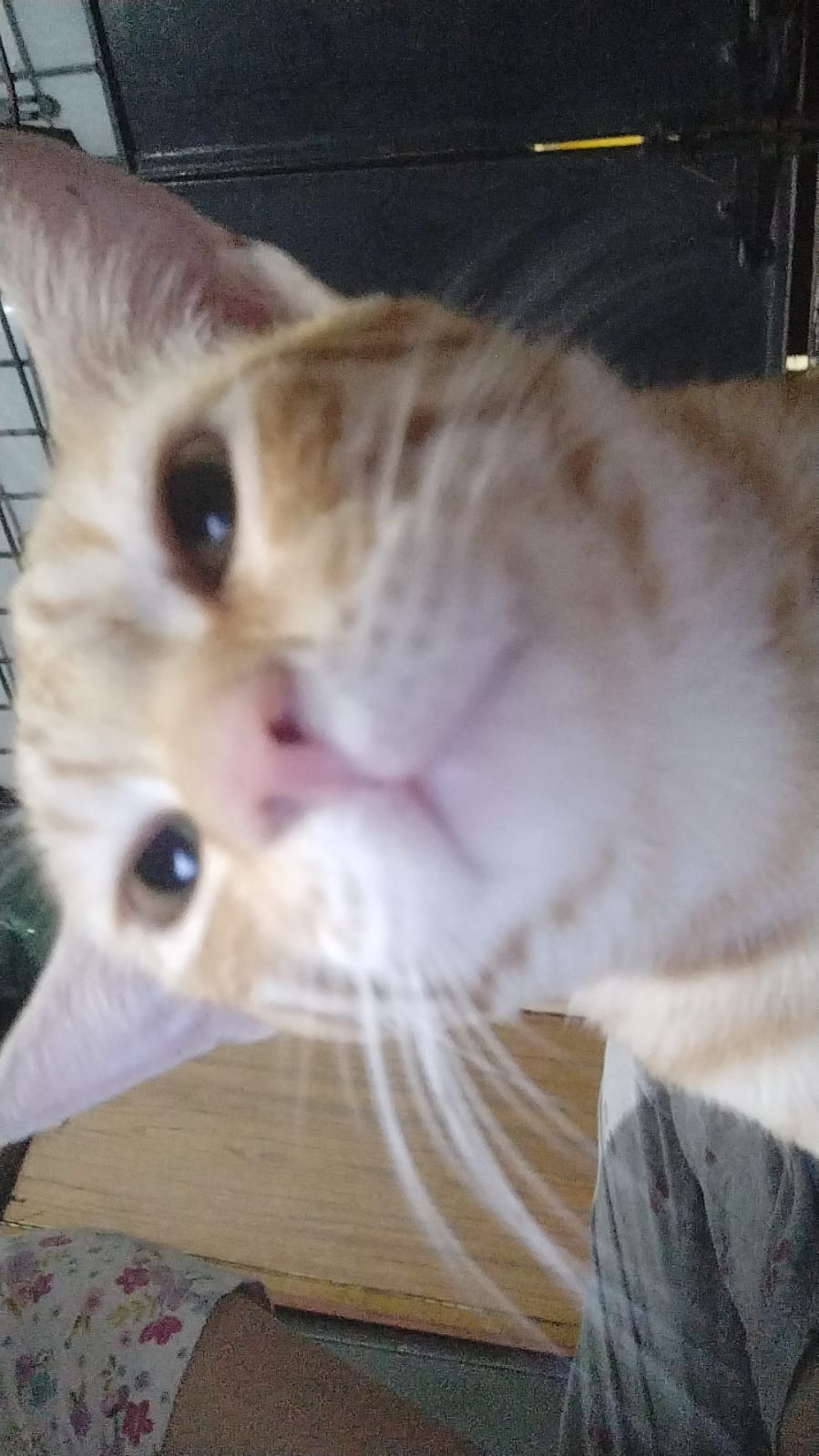 Looking for a forever home for a stray — Bengaluru