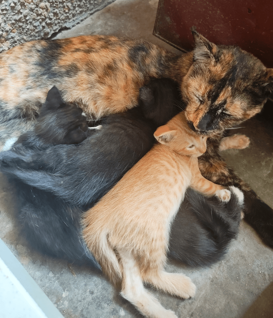 Looking for Adopters - pet in Delhi NCR