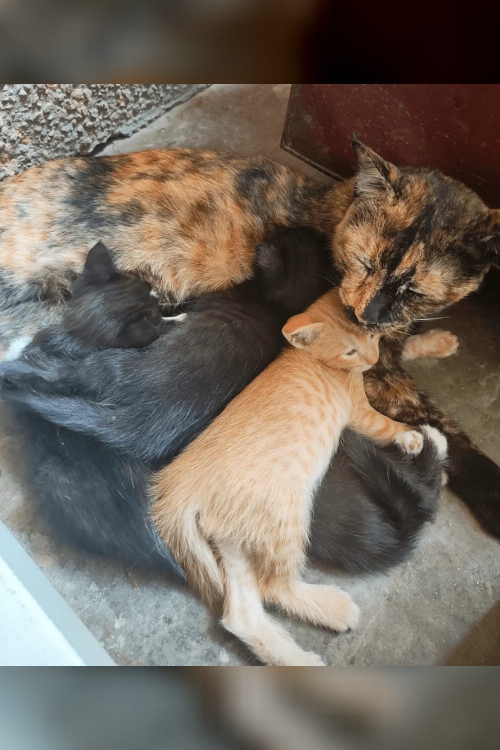 Looking for adopters in central Delhi