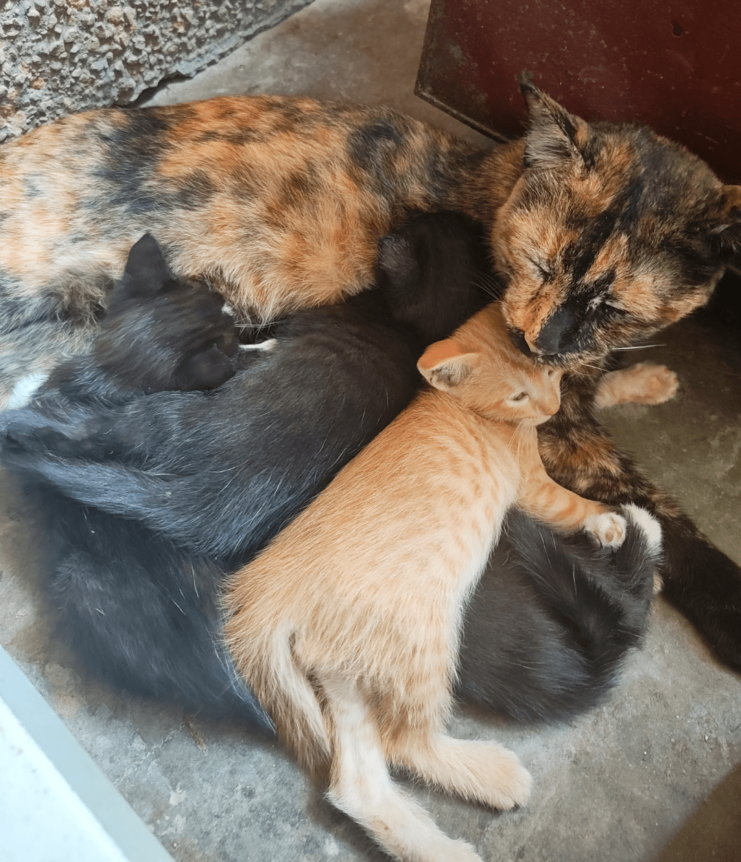Looking for Adopters — Delhi NCR — Central