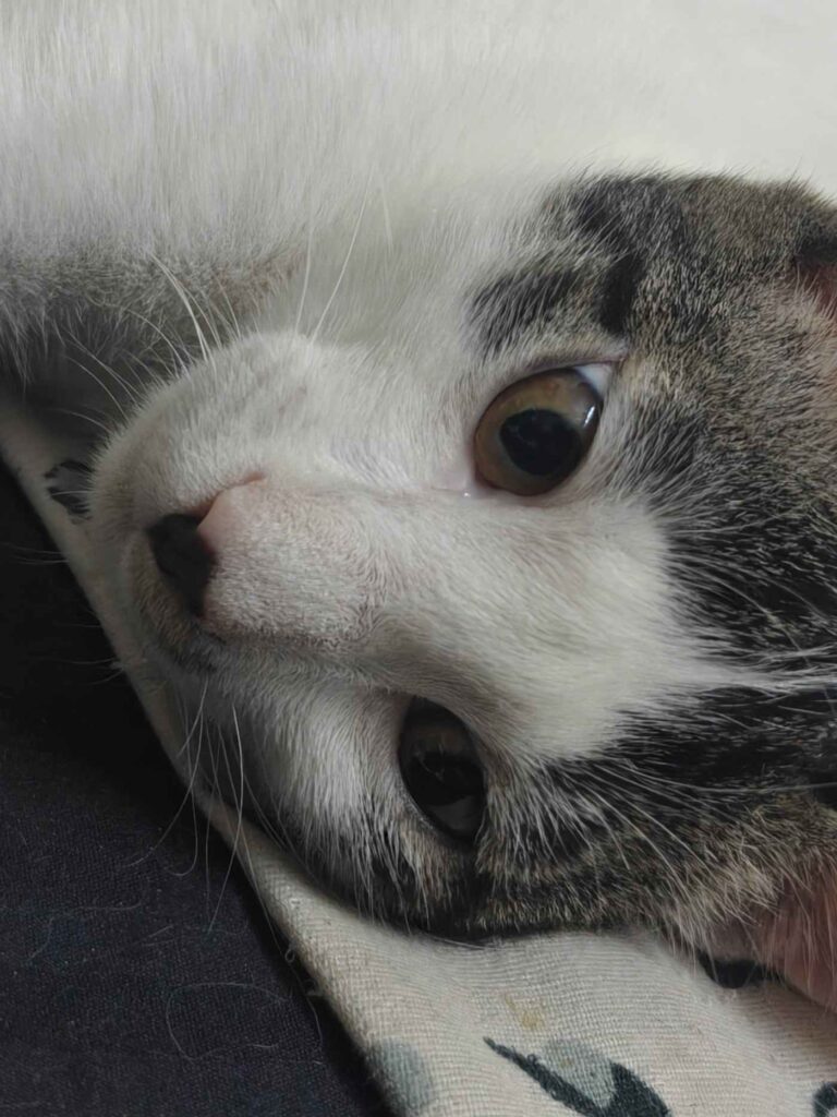 Looking for people to adopt my 3 lovely foster cats (3.5-months old) - pet in Delhi NCR