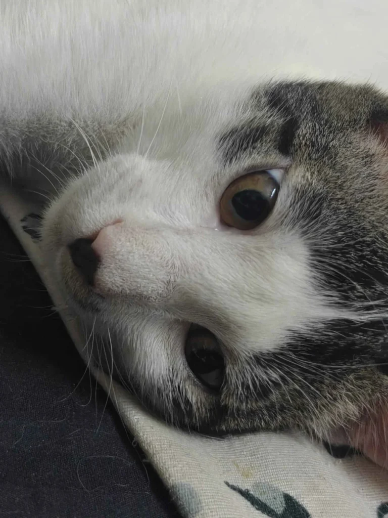 Looking for people to adopt my 3 lovely foster cats (3.5-months old) - pet in Delhi NCR