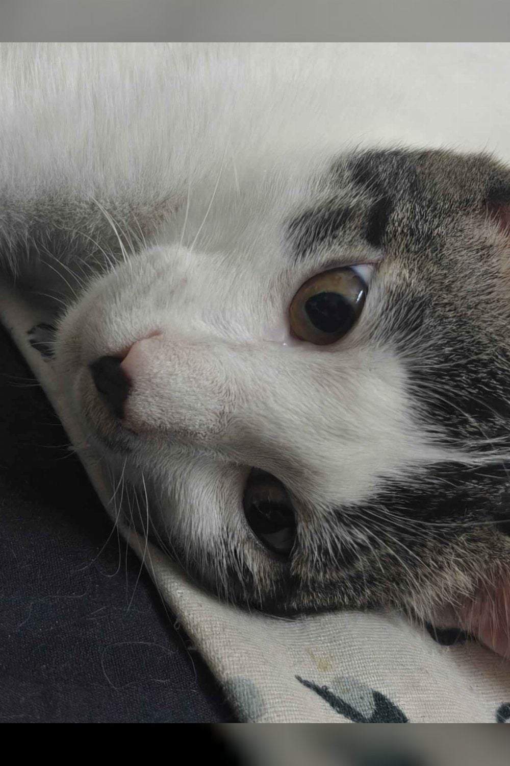 Three 3.5-month-old foster cats looking for adopters — Delhi NCR