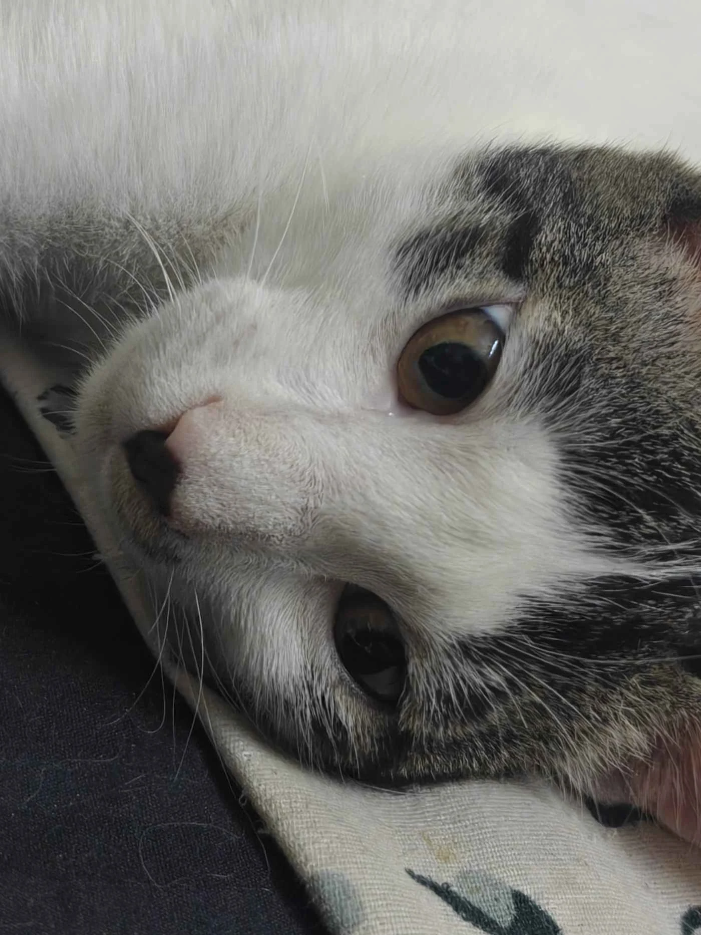 Three 3.5-month-old foster cats looking for adopters in Delhi NCR