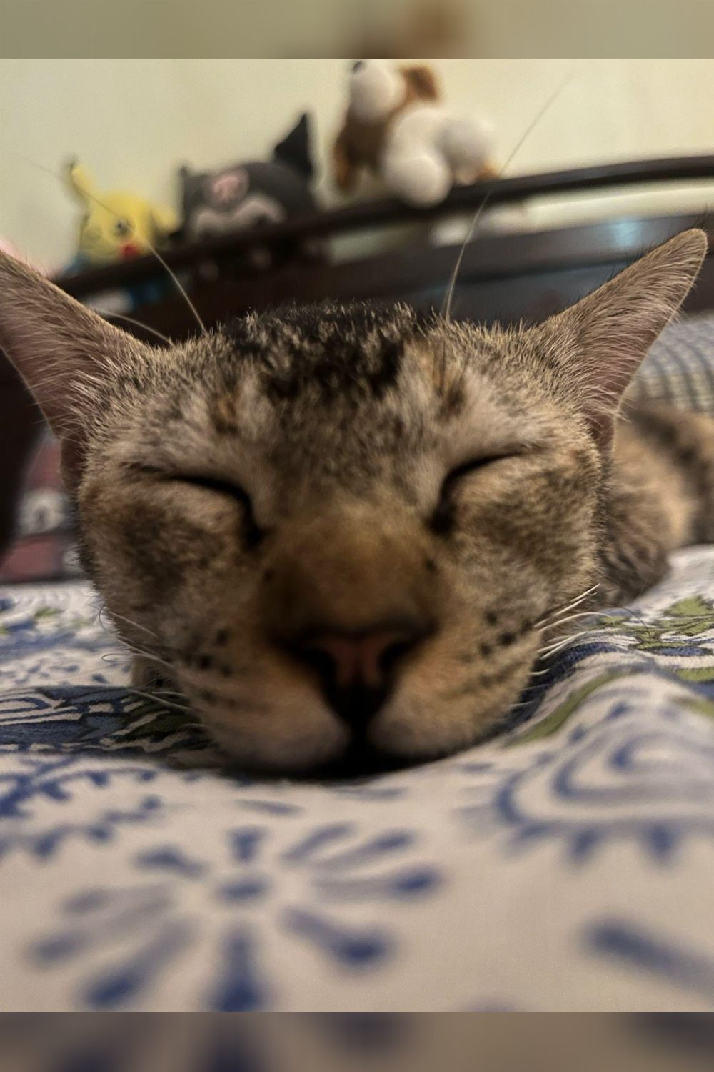 Meet Khichi Adoption Alert — Delhi NCR