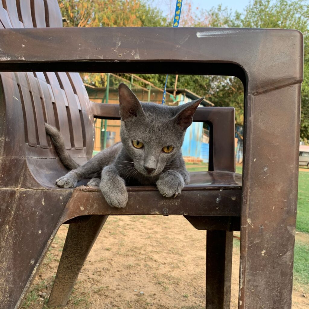 ADOPTION APPEAL DELHI NCR 💙 ADOPT BLU 💙