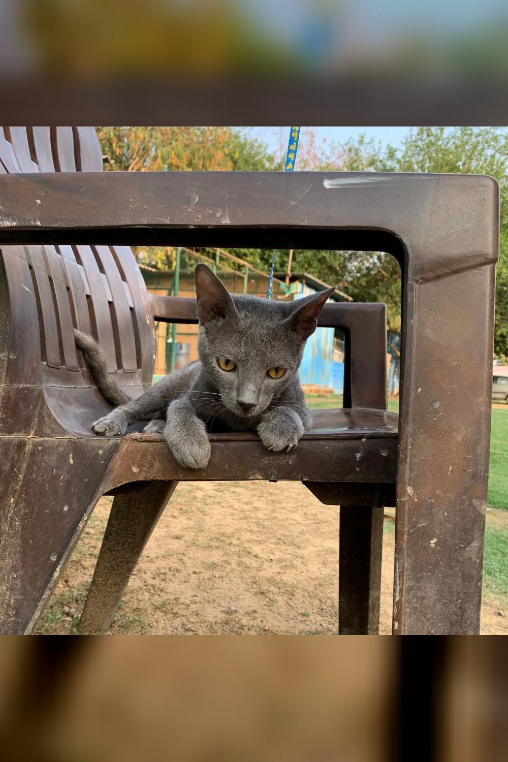 6-month-old male kitten for adoption — Delhi NCR