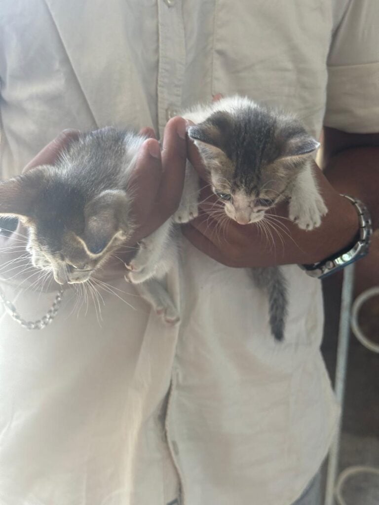 Mom cat and 2 kittens for adoption in Chennai, TN - kitten in Chennai