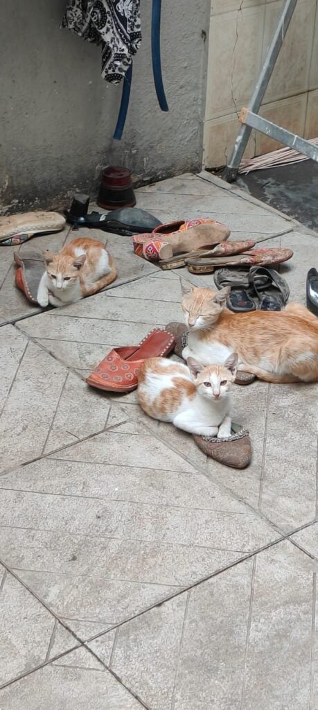 Mother and her two cats. Nashik - pet for adoption in India