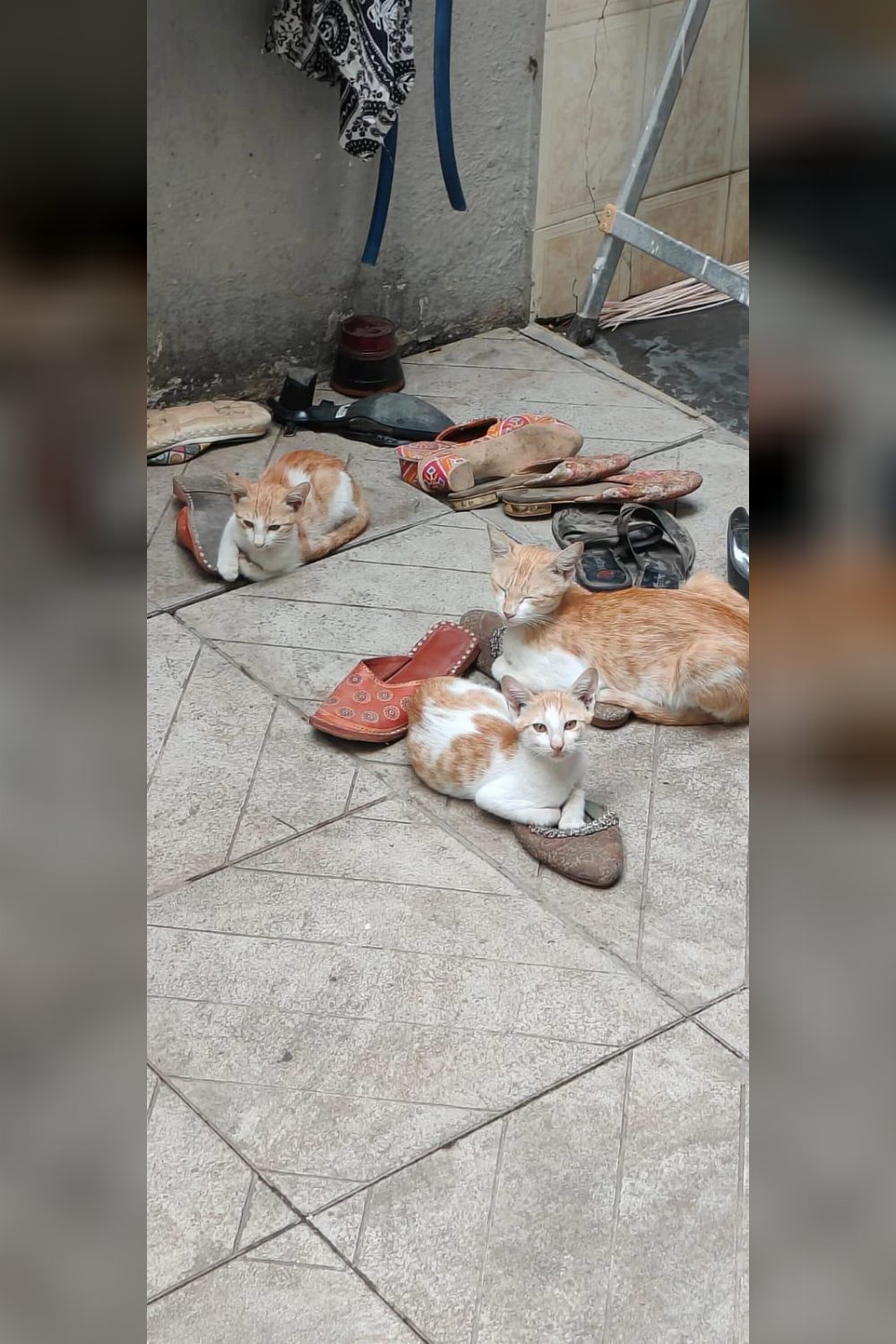 Mother and her two cats — Nashik