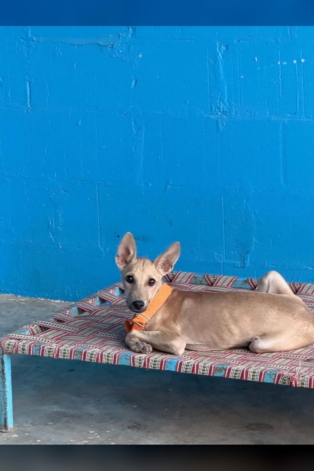 Mowgli is up for grabs! — Jaipur