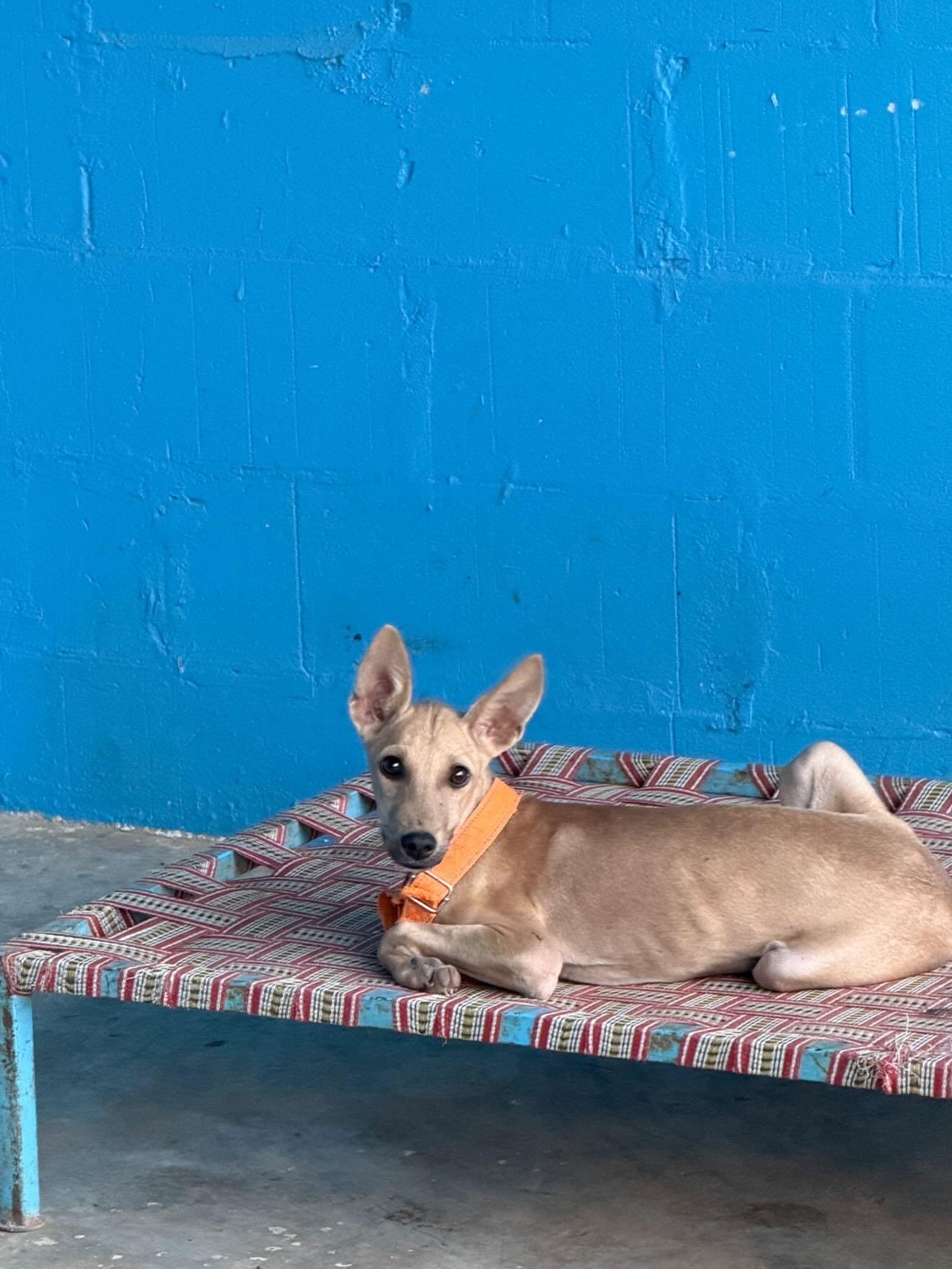 Mowgli is up for grabs! — Jaipur
