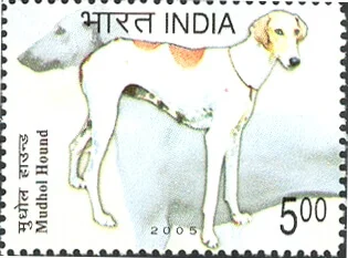 Mudhol Hound, a desi sighthound from Karnataka and India’s first army dog breed