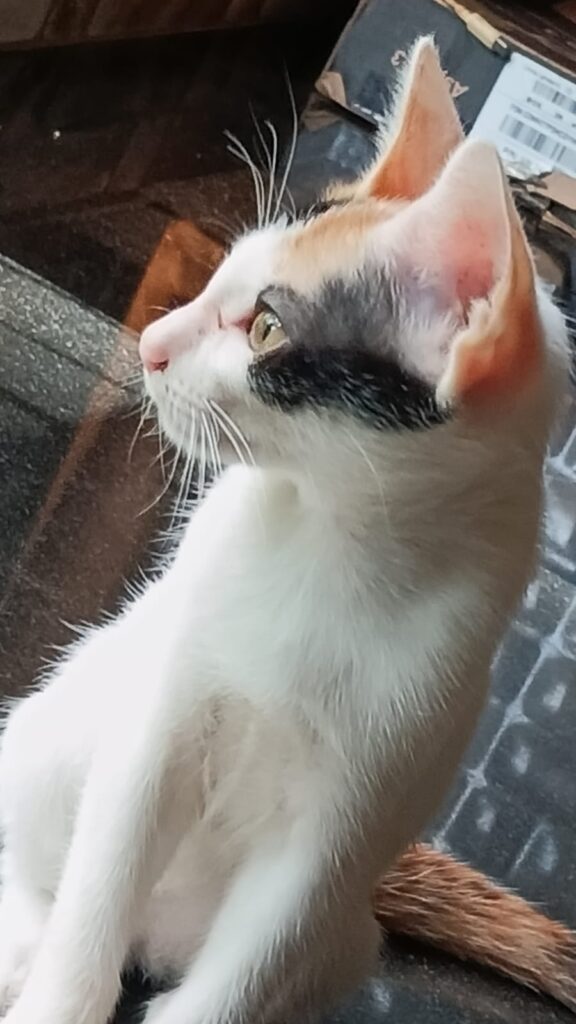 Hey guyss please helpp me - pet for adoption in Mumbai
