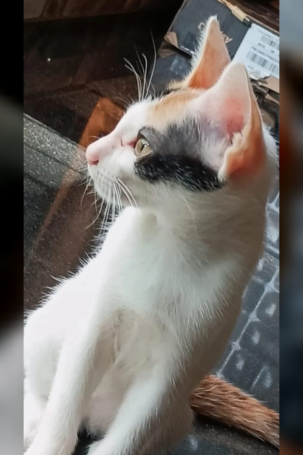 2-month-old cat for adoption — Mumbai