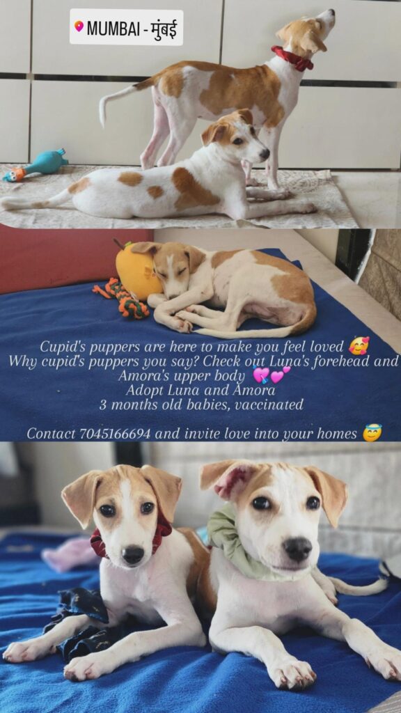 Mumbai pups adoption! - pet in Mumbai