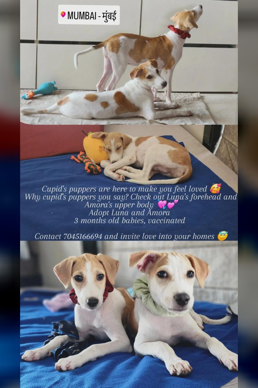 Mumbai pups adoption!