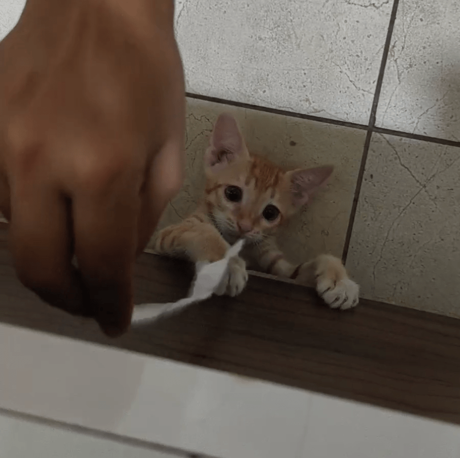 Name reveal - pet for adoption in India