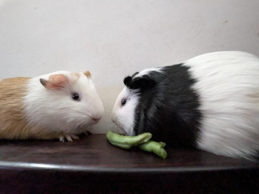 Need a temporary foster home for my two guinea pigs (Bangalore) - pet for adoption in Bengaluru