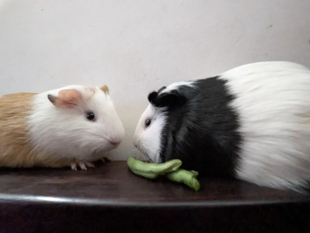 Need a temporary foster home for my two guinea pigs (Bangalore) - pet for adoption in Bengaluru