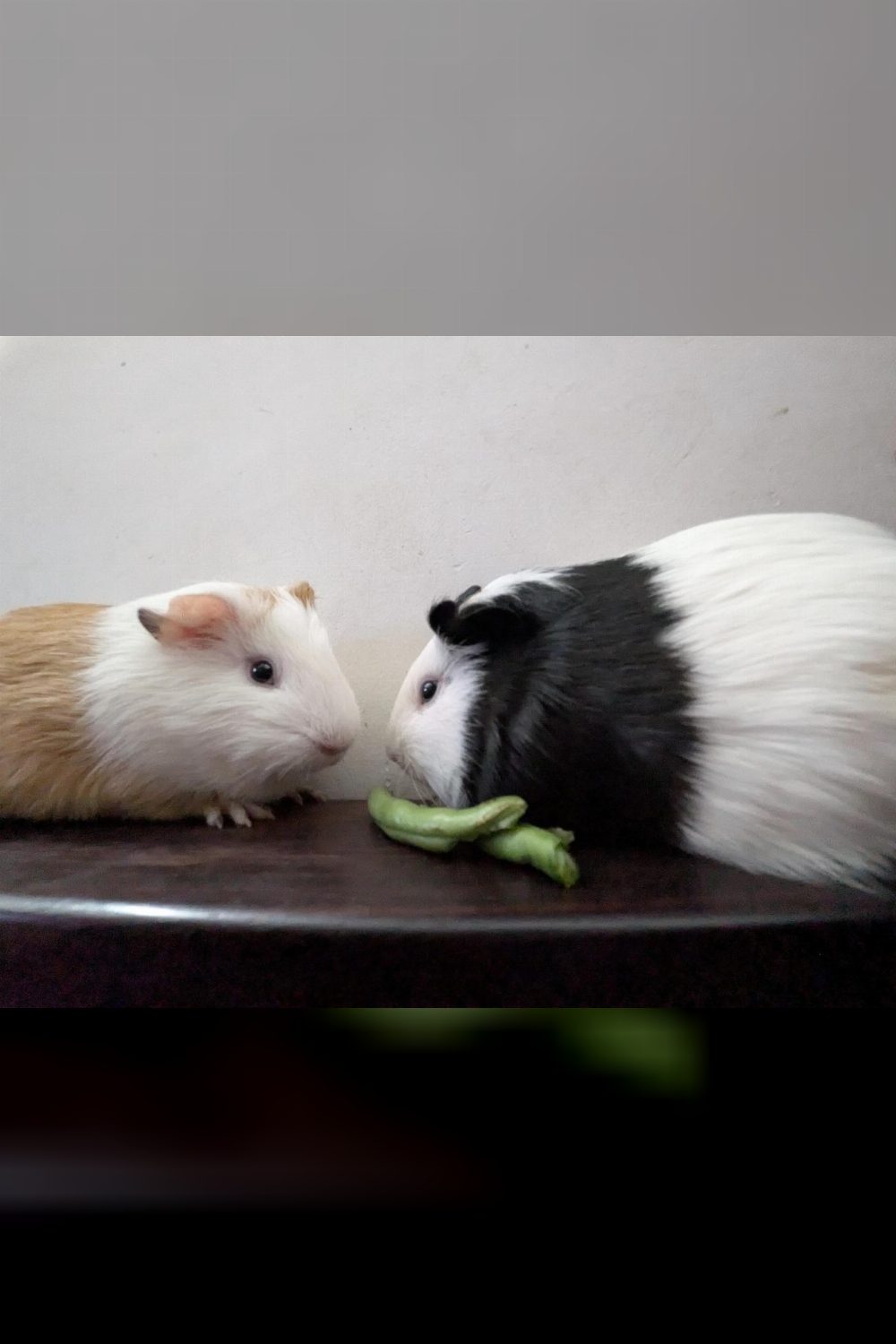 Need a temporary foster home for my two guinea pigs (Bengaluru)