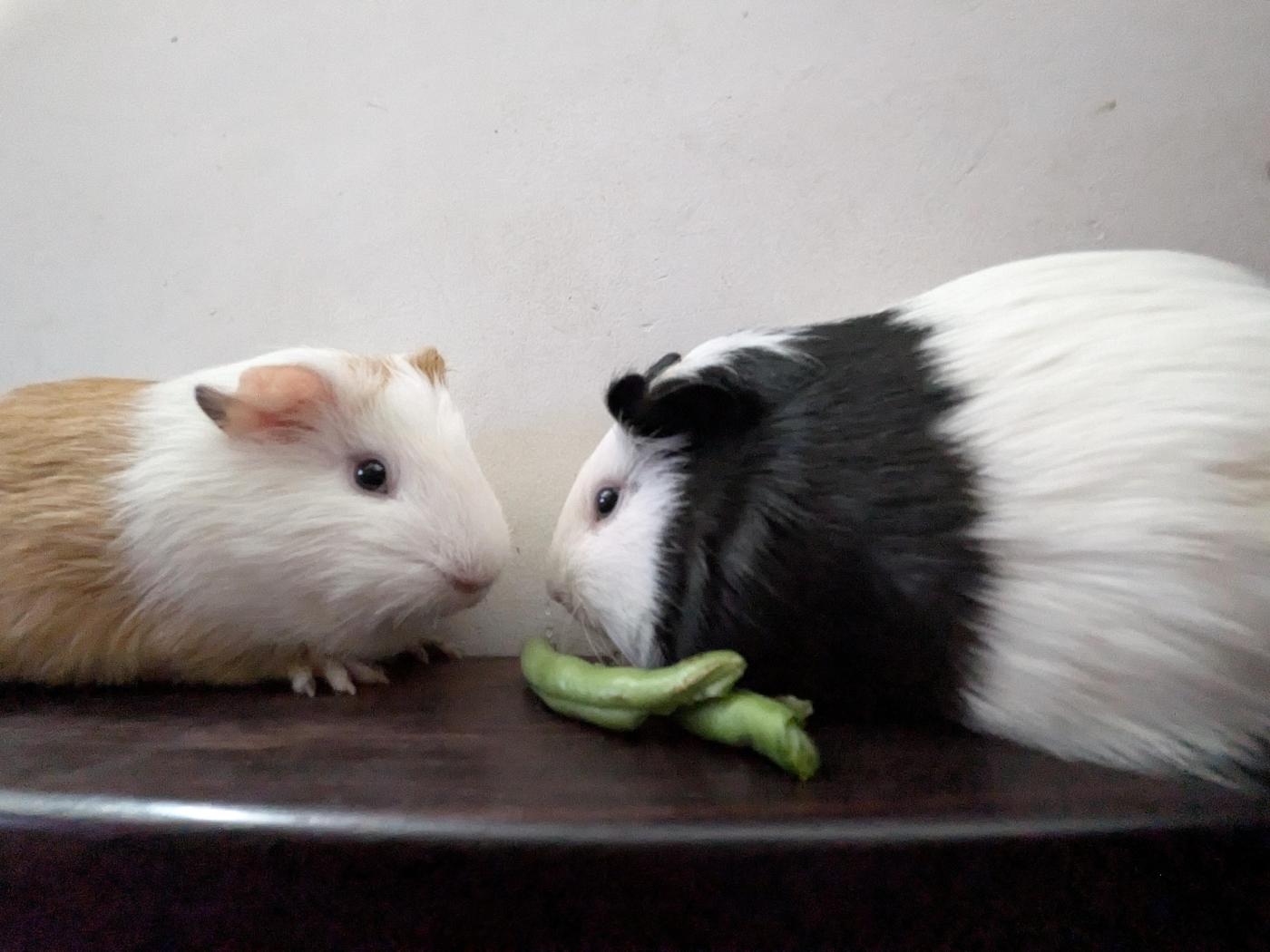 Need a temporary foster home for my two guinea pigs (Bangalore)