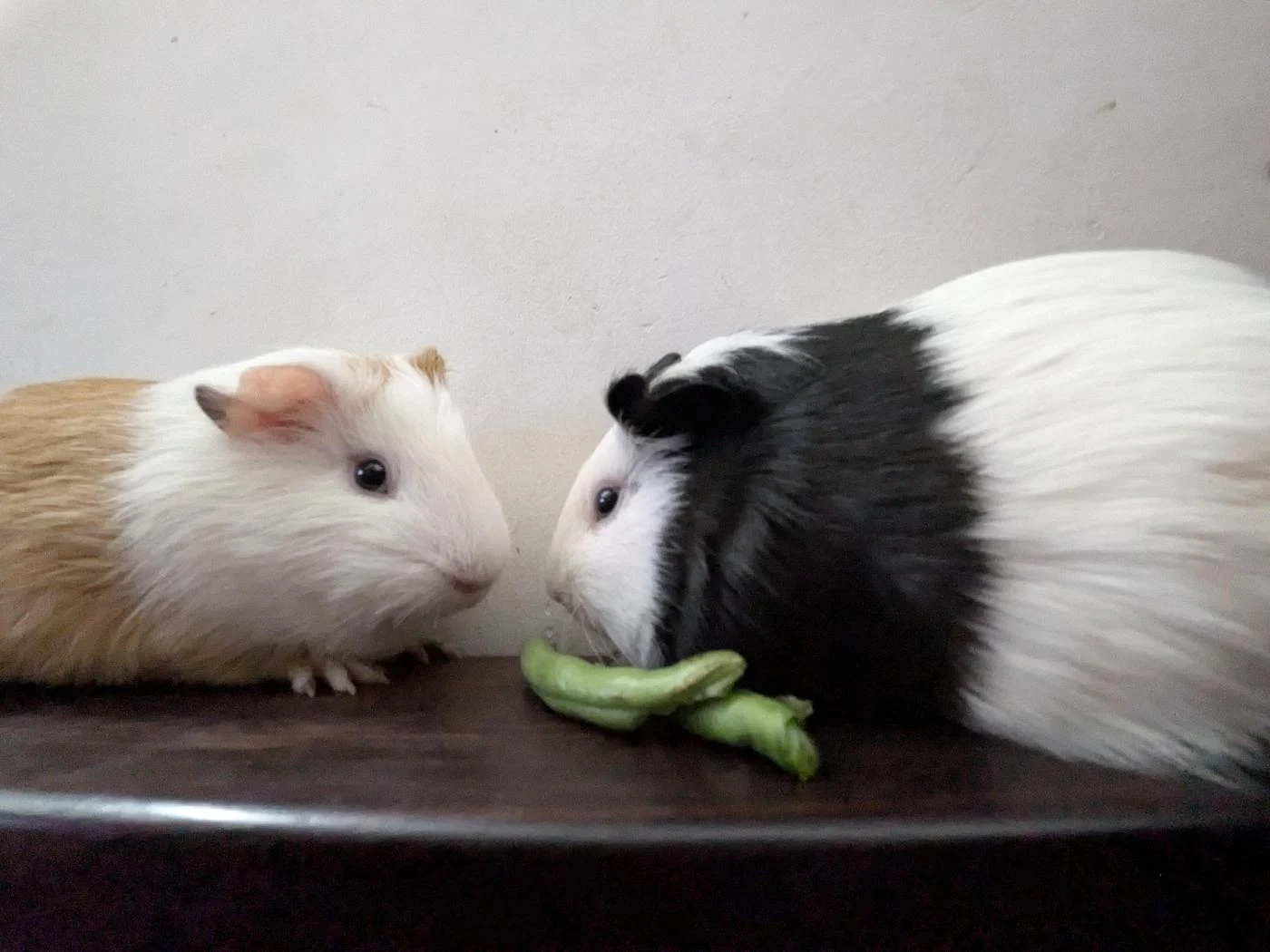Need a temporary foster home for my two guinea pigs (Bengaluru)
