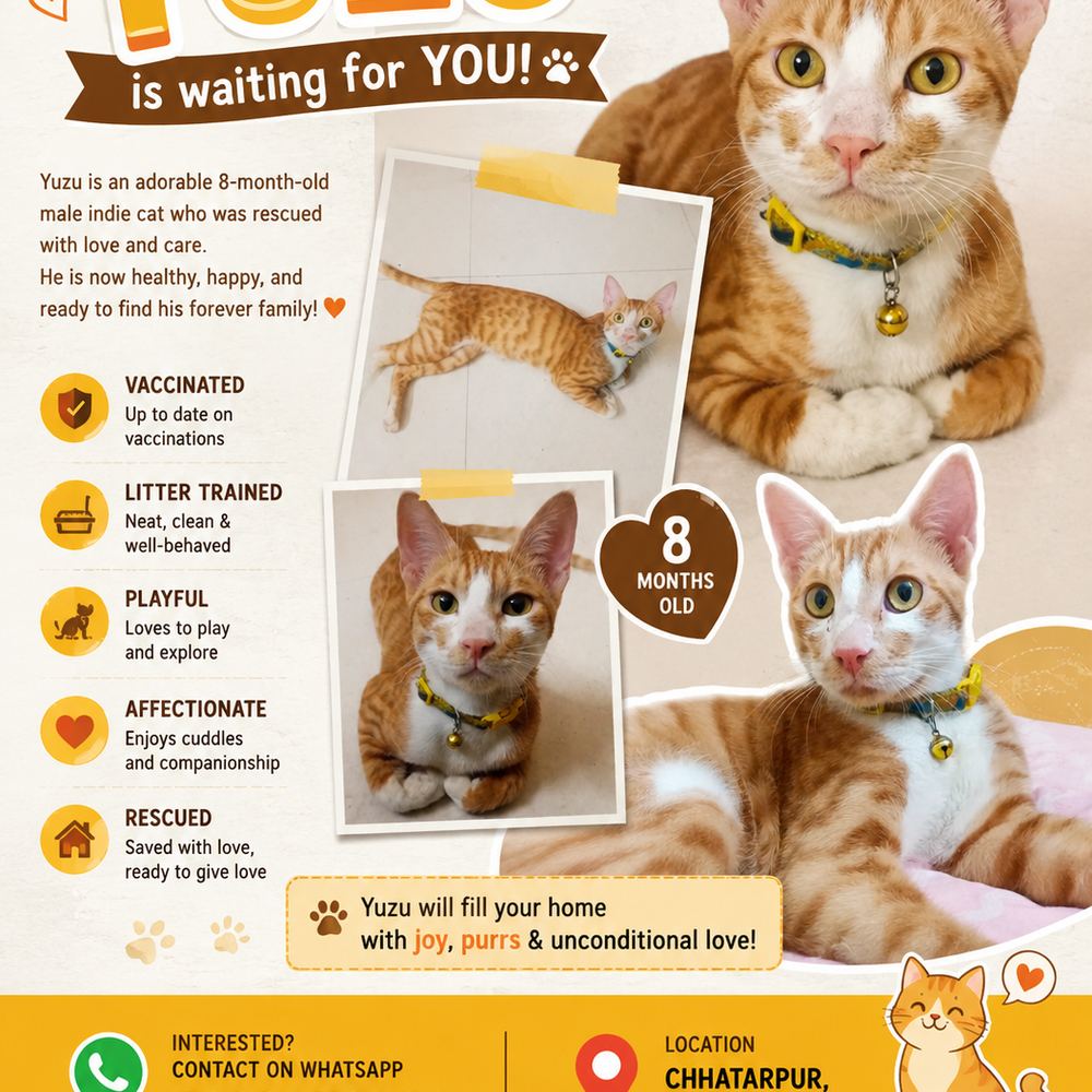 Neutered male kitten - kitten for adoption in Delhi NCR