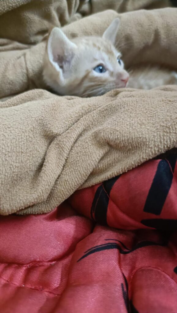 New Delhi, 5 week old kitten adoption appeal - kitten in Delhi NCR