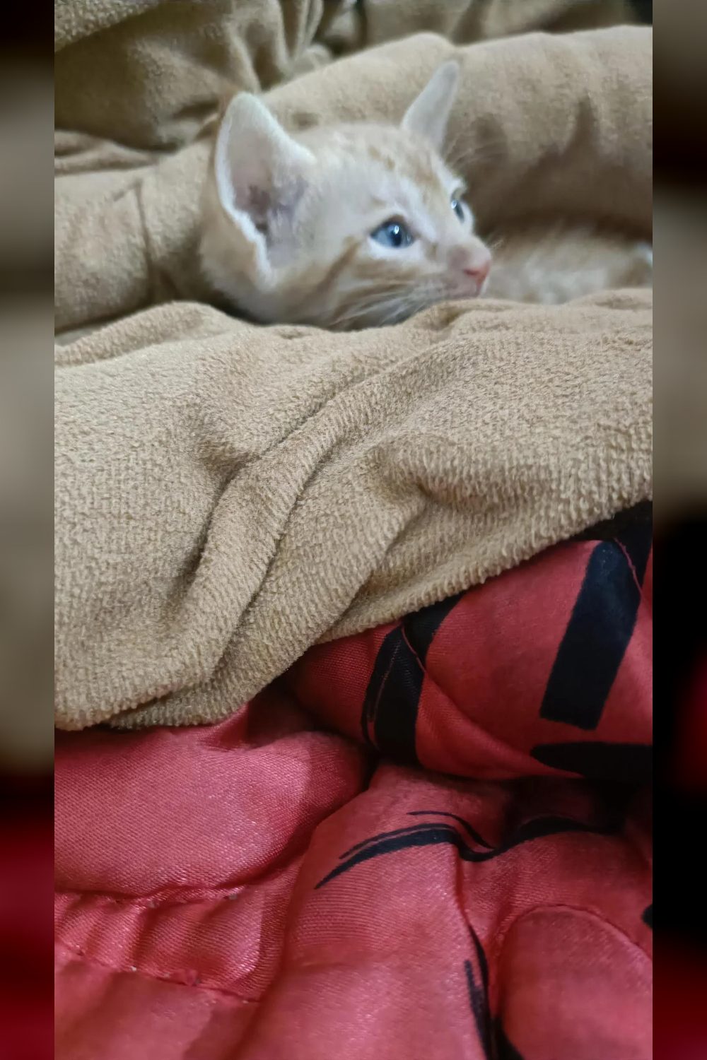 New Delhi, 5 week old kitten adoption appeal