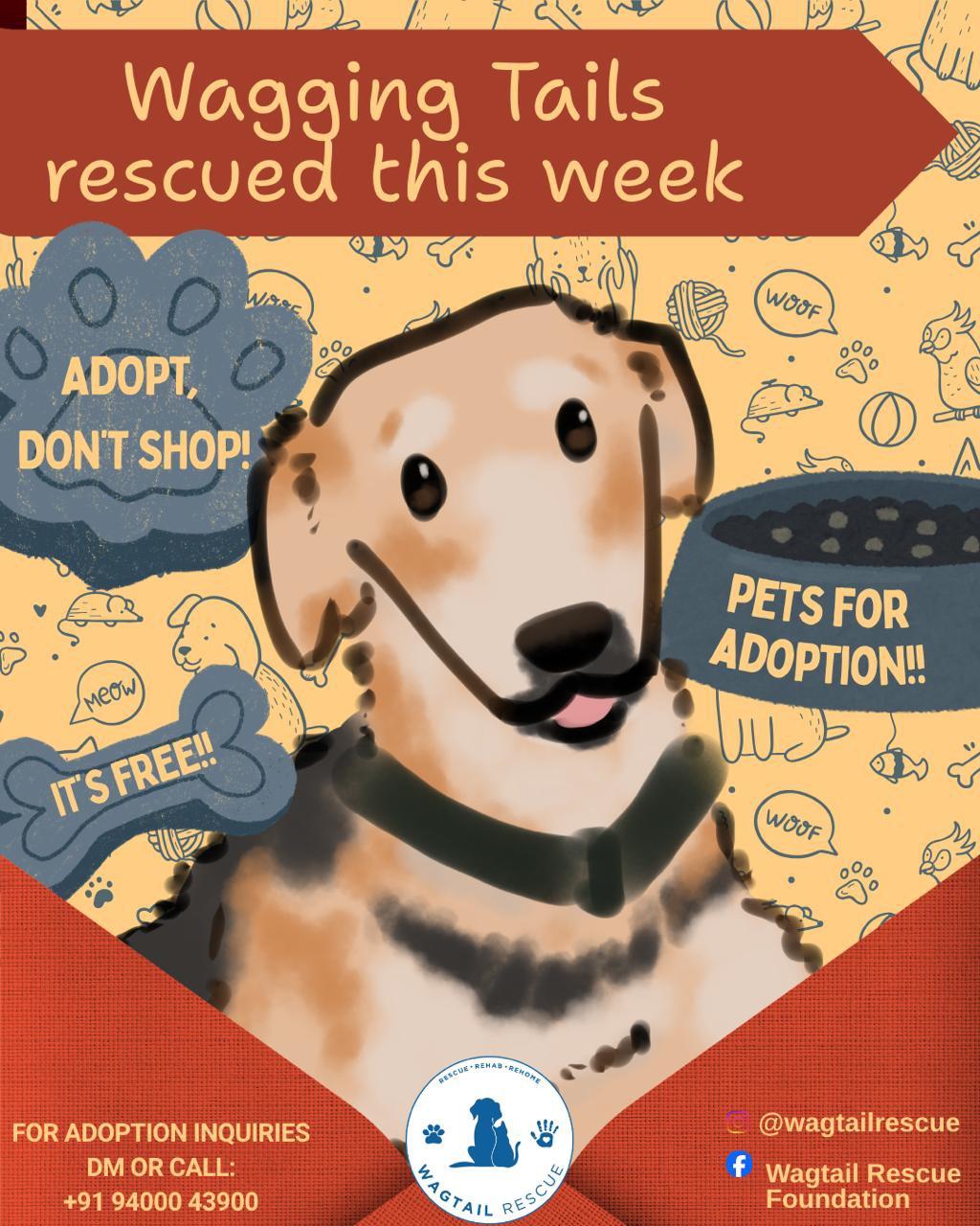 New rescues — Ooty