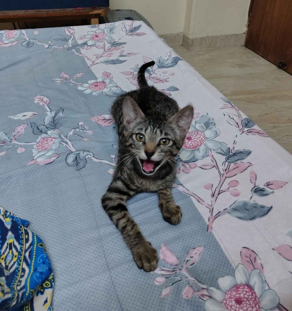 Please adopt Coco- Delhi+ncr - pet in Delhi NCR