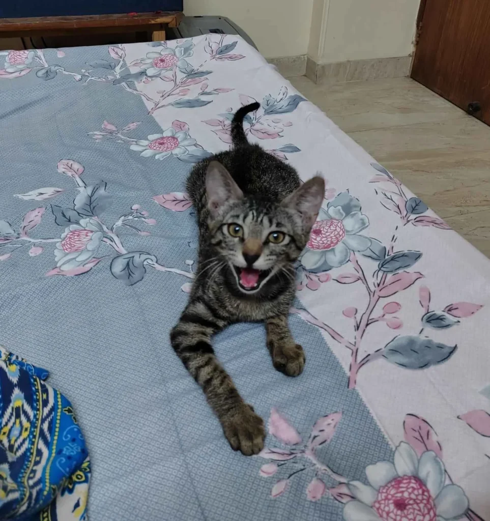 Please adopt Coco- Delhi+ncr - pet in Delhi NCR