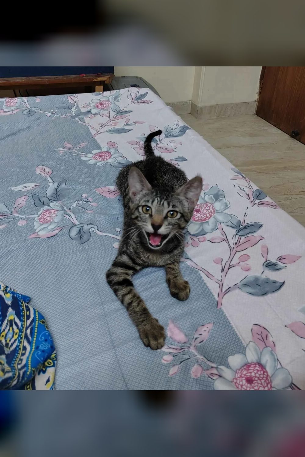 Coco, a 3-month-old cat for adoption — Delhi NCR