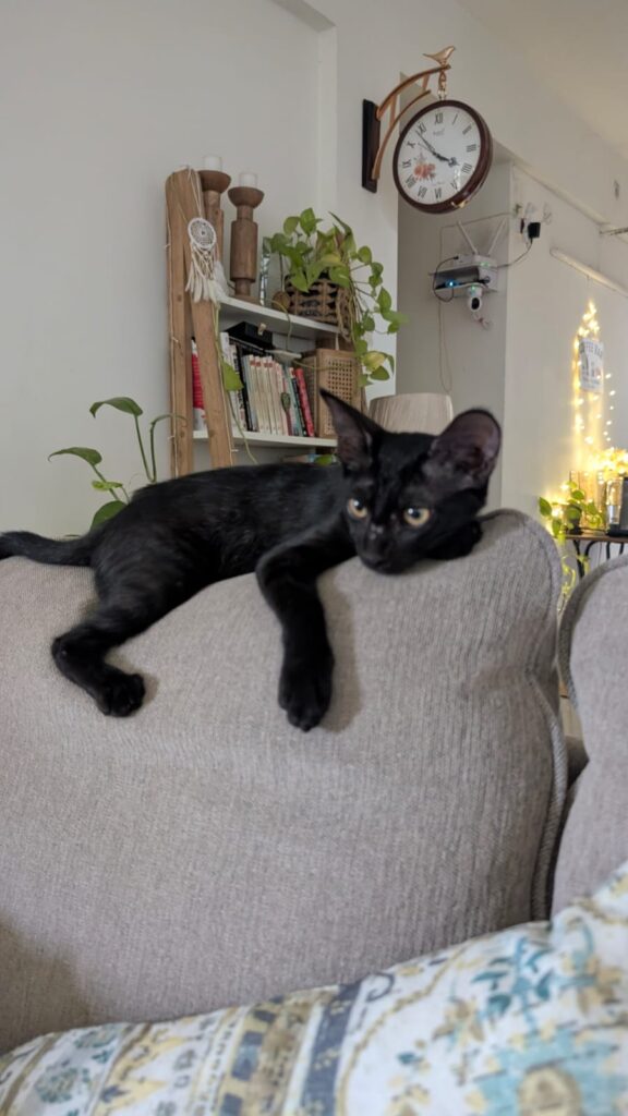 Please Adopt Cola! urgent! - pet in Delhi NCR