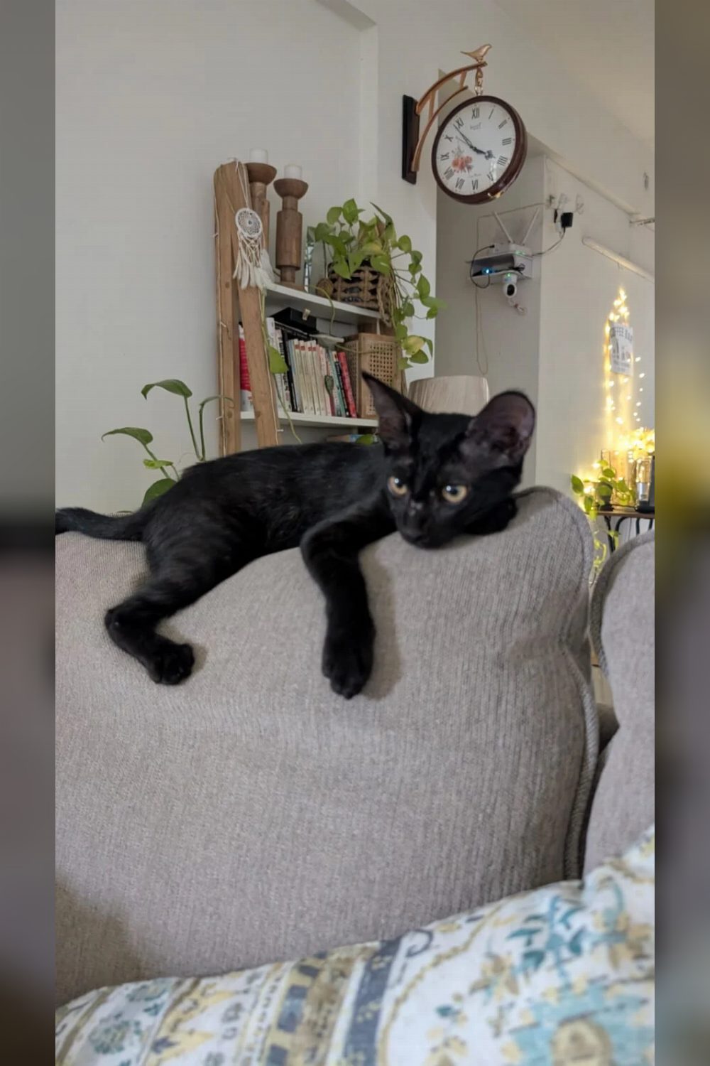 Cola, a 3-month-old female for adoption — Delhi NCR