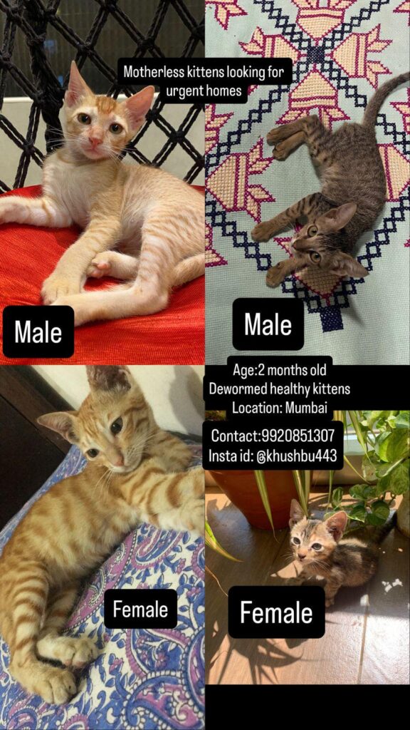 [City?] Please adopt these cuties - pet in India