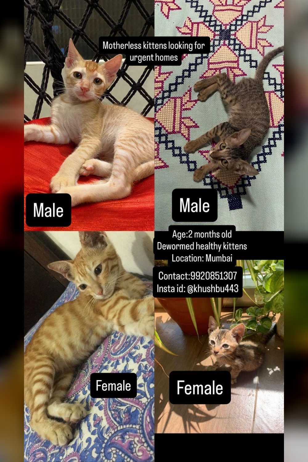 Four motherless kittens in Mumbai need homes urgently