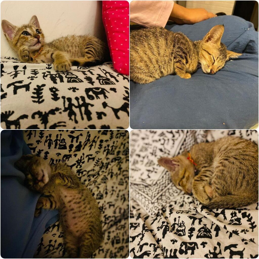 Please adopt this cute kitten. Location - kitten in Mumbai