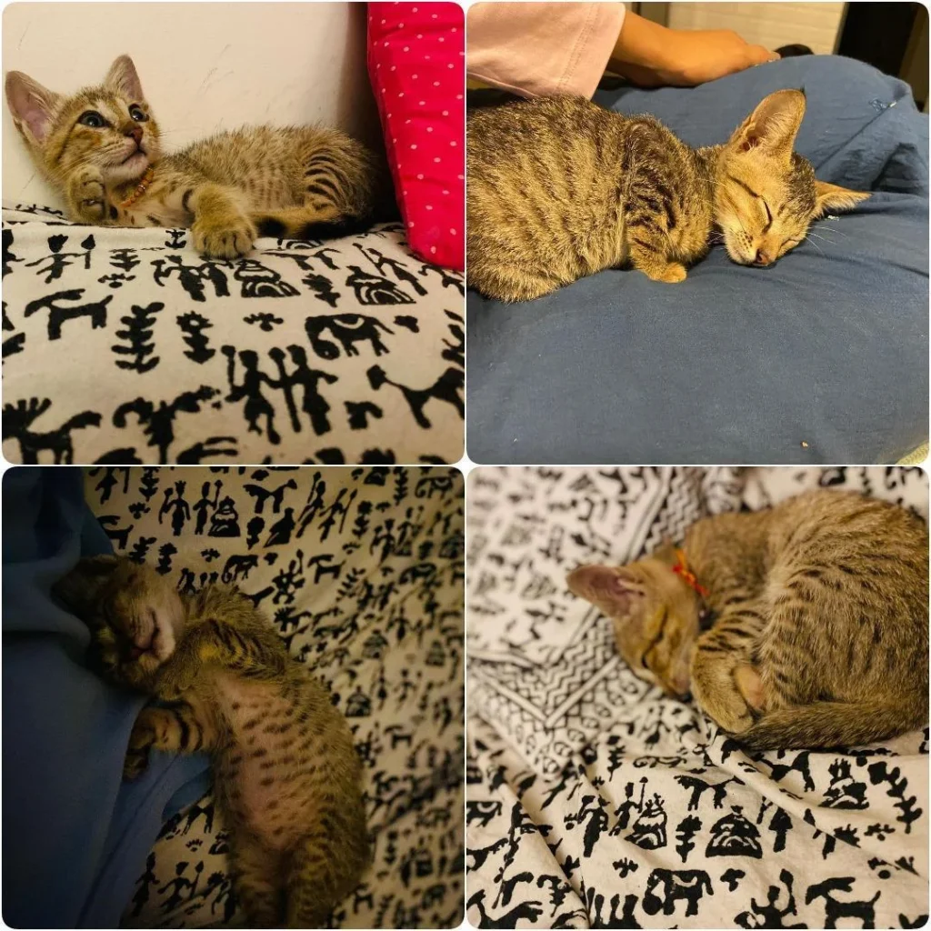 Please adopt this cute kitten. Location - kitten in Mumbai