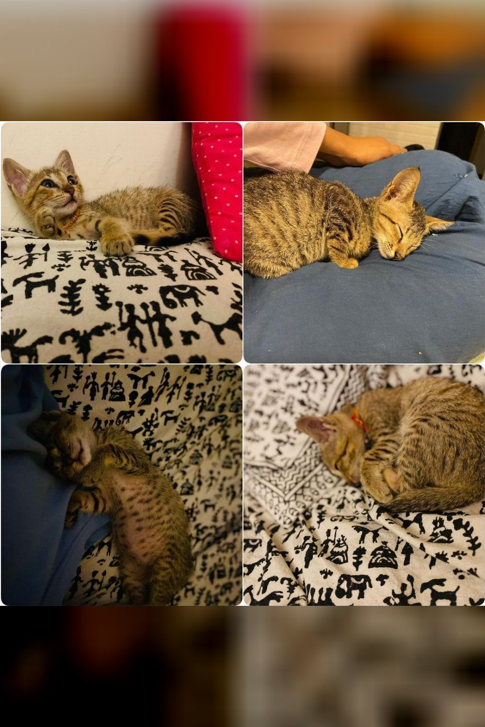 1.5-month-old kitten for adoption in Mumbai — Goregaon